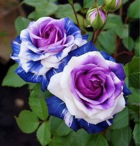 Роза Айвори Каскад купить по цене от 420р. в интернет-магазине «Посадика» с доставкой почтой в в Кирсе и по всей России – [изображение №1].