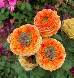 Роза Золотой Мираж купить по цене от 420р. в интернет-магазине «Посадика» с доставкой почтой в в Кирсе и по всей России – [изображение №1].