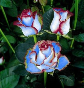 Роза Сафайер Пэтл купить по цене от 450р. в интернет-магазине «Посадика» с доставкой почтой в в Кирсе и по всей России – [изображение №1].